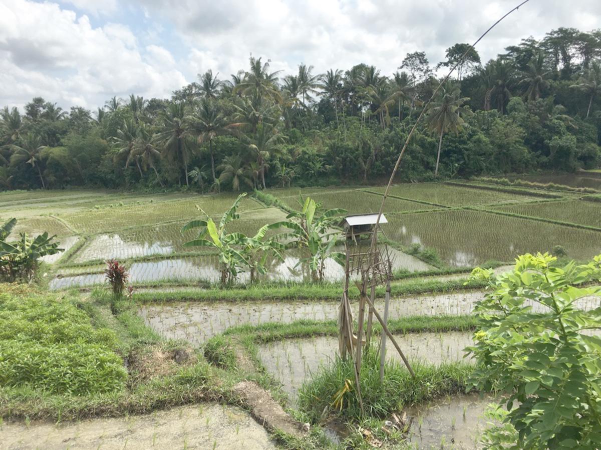 Exotica Bali Villa Canggu Dış mekan fotoğraf